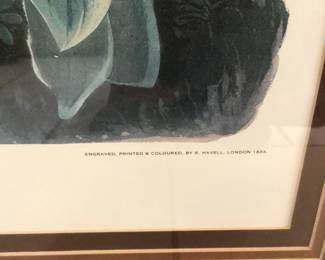 #38 - $120 - Tawny Thrush bird print, 27x38", R. Havell edition 1833 - Plate CLXIV - #33 - Later edition 1960's.