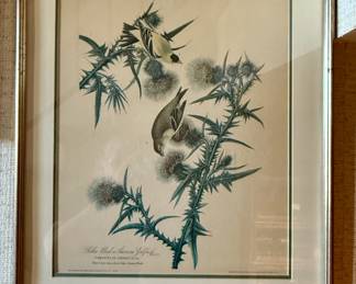 Framed print of Yellow Bird or American Goldfinch