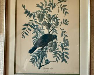 Framed print of American Crow