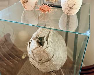 Hornet's nest in plexiglass display case