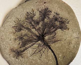 unique organic queen anns lace 