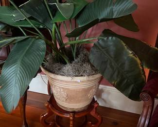 Plant w/stand
