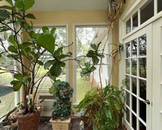 Assorted plants.