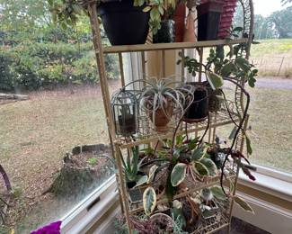 Misc plants & stand