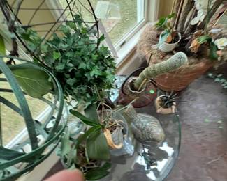 Assorted plants