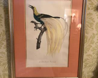 Jacques Barraband 1768-1806 original hand colored engravings
