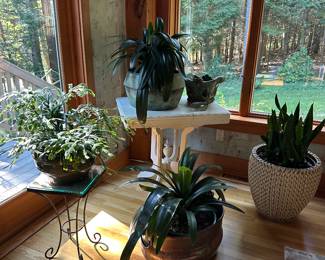 Great house plants 