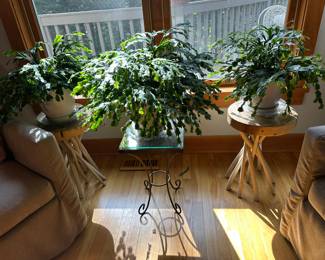 Beautiful Christmas cacti