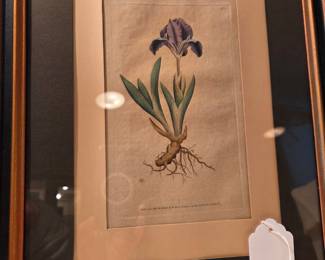 18th Century Botanic Prints of Iris. One on left dated 1786, one on right (dark purple) dated 1787. 