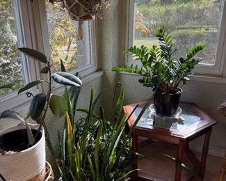 Beautiful houseplants