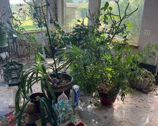 Plants for sale, rugs