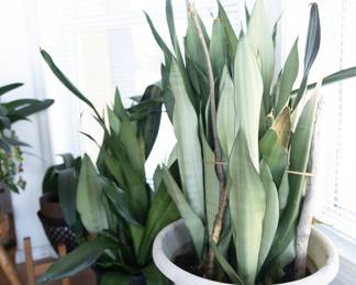 plants
