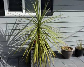 96 TallDracaenaMarginatainRectangularPotOutdoorReady