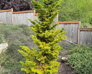 45 TallOutdoorEvergreeninLargeMaroonGlazedPlanter7Ft