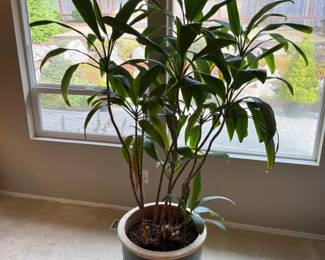 12 LargeIndoorPlantinGlazedCeramicPlanter71Tall