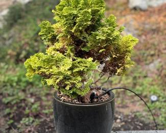 48 SmallOutdoorPlantinBlackPot29FullHeight