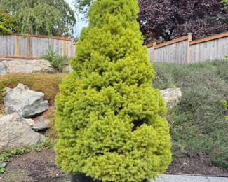 46 OutdoorLushEvergreenTreeinBlackGlazedPot65Tall