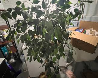 tree