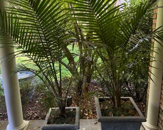 Pair of Palm Trees in Zinc Planters