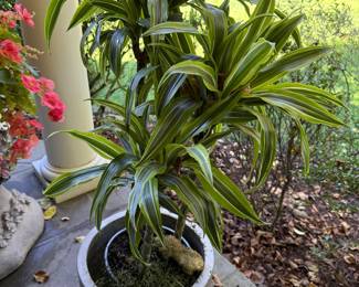 Lots of Plants