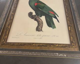 BARRABAMF PKSTE 86 fabulous yellow headed green parrot in exquisite framed job