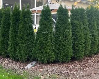  04 30 7Feet Thuja Plants Thuja Hedge