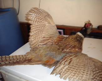 Taxidermy pheasant