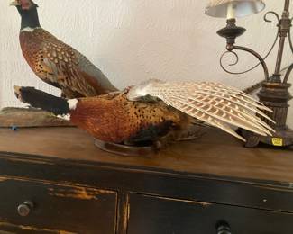 A gorgeous stuffed pheasant 
