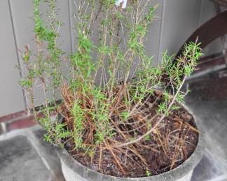 Rosemary plants (2 available)