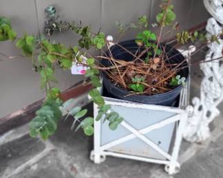 Eucalyptus plant