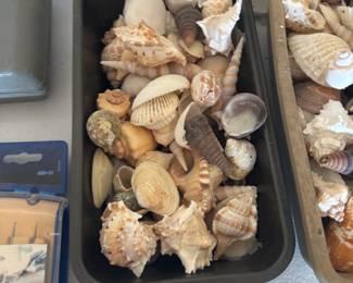 whole tubs full of sea shells of all types