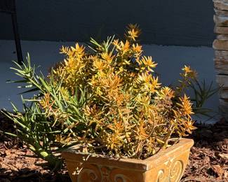 Succulent plants with pot