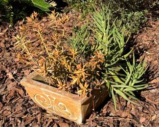 Succulent plants with pot