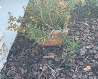 Succulent plants with pot