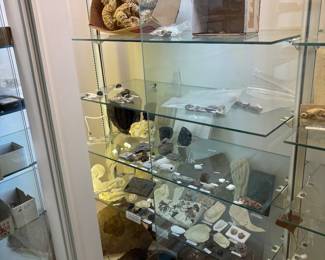 Fossil rock shells galore