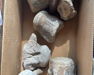 Fossilized, verte, braids, Octopussy sharks teeth and  many other fossils