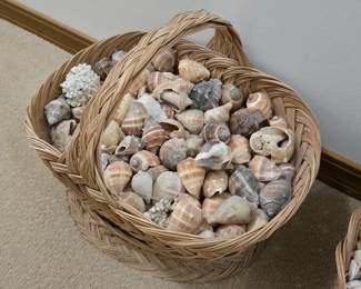 HUGE Basket Of Seashells From Trinidad