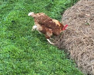 Saturday (November 1) 25% discount applies to most items. There are a few "red tag" exceptions (items that are reduced but not to half). 9:00-3:00...Come see us!