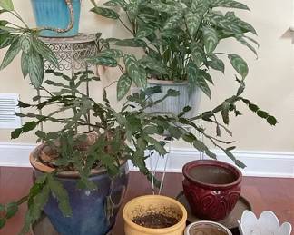Indoor Plants And Pots
