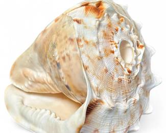 Large Horned Helmet Seashell
