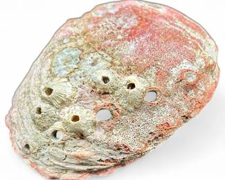 Large Natural Red Abalone Seashell