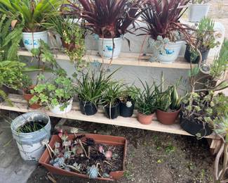 LOTS of potted plants!