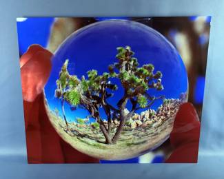 Joshua Tree Desert Print On ChromaLuxe CG Metal, 20" x 24"