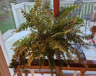 Live fern plant, antique oil lamp