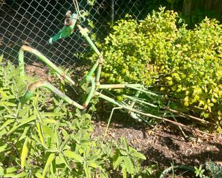 Very large Praying Mantis