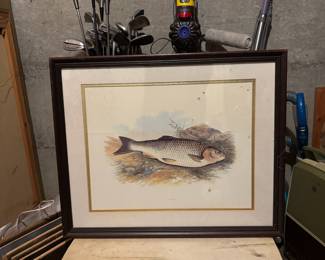Framed & Matted "Chub" Fish Print