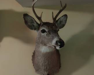 Whitetail Deer   W-13”   H-33”