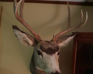 Mule Deer   H-38”   W-22”