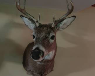 Whitetail   W-13”   H-31”