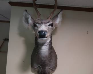 Mule Deer   W-16”   H-29”